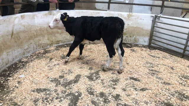 Table: Average calf prices fall by up to €50/head last week