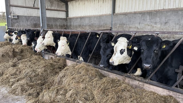 Factory quotes: €8/kg the new target as beef prices rise higher