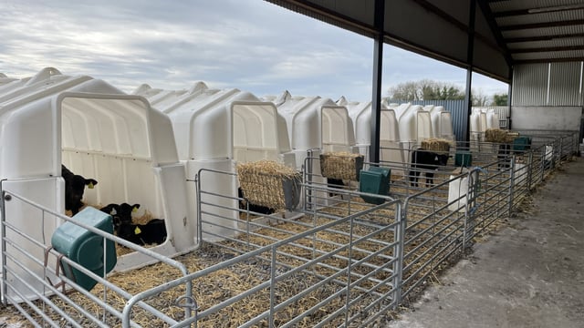 Trim calf to beef system sells cattle 6 months a year