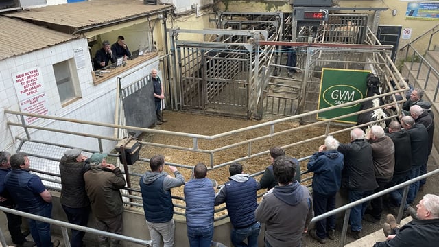 Mart trade: Cattle prices from Kilkenny and Tullamore sales