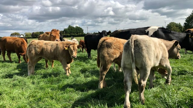 Cow numbers: Sucklers down 270k and dairy up 316k in 10 years