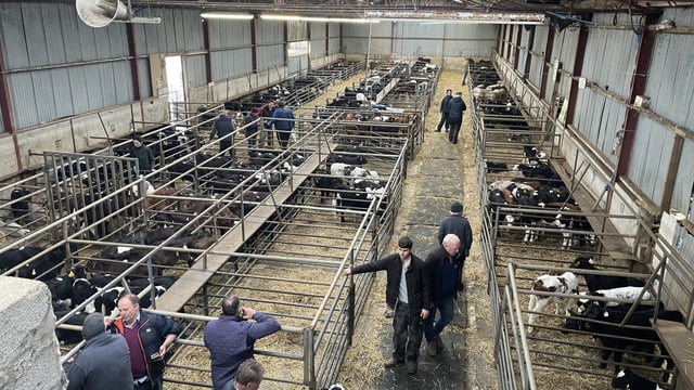 What dairy-beef sire breed has the highest average calf price?