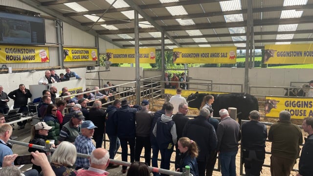 Gigginstown House Angus bull and heifer sale to take place next month