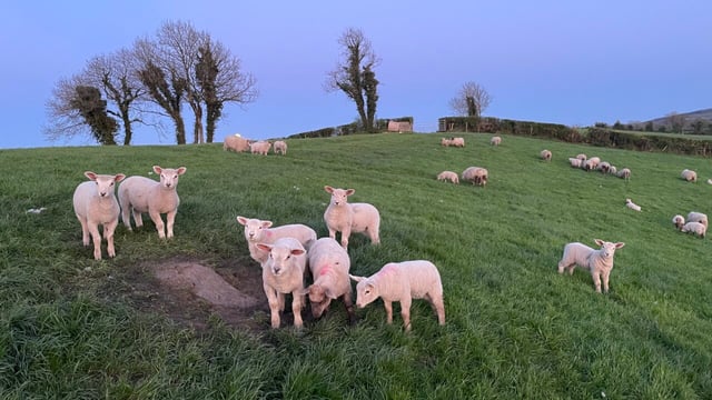 Sheep trade: Spring lamb price announced as trade lifts