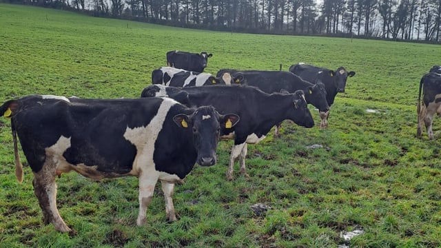 ABP Monitor Farms: Availing of Advantage bonus in Cork