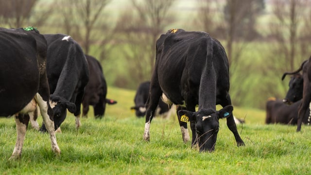 Quieter time allows for body condition scoring to take place