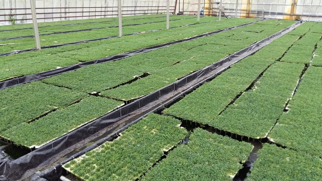 Growing shamrock for 40 years on 'ideal' Kerry soil
