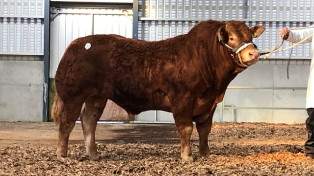94% of Limousin breeders use Euro-Star indices in catalogue