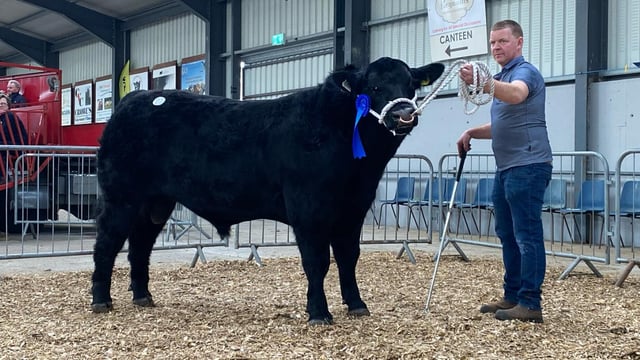 Carrick on Shannon multi-breed sale sees 3 bulls hit €5k