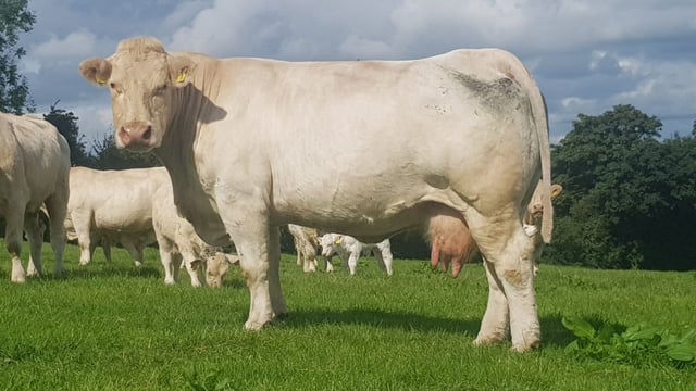 ICBF announces decision to postpone Beef Stakeholder Forum
