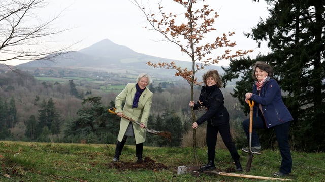 2,500 native Irish trees planted to mark International Women's Day