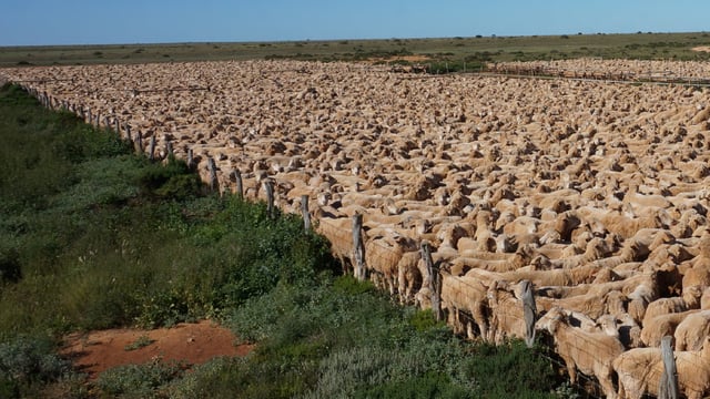 World’s largest sheep farm in OZ sold to UK investment group
