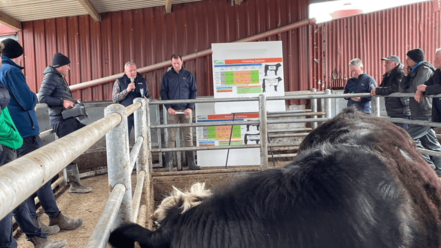 Factory quotes: Prime cattle 'to get scarce' as prices lift