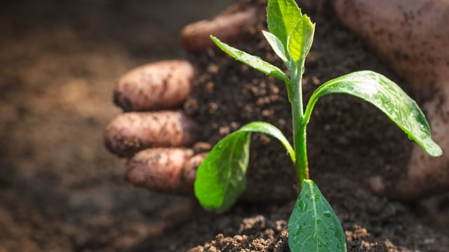 DAERA urges all farms to sign up for Soil Nutrient Health Scheme