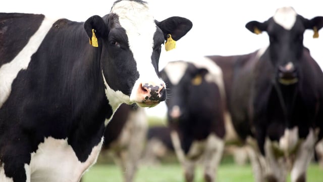 Tirlán launches €5m TB support programme