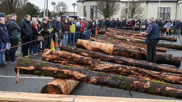 Teagasc to hold post-storm timber harvesting and marketing events
