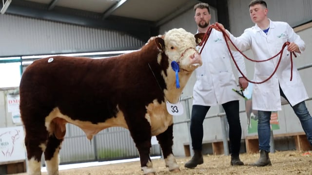Hereford bulls average over €5,000 at Tullamore premier sale