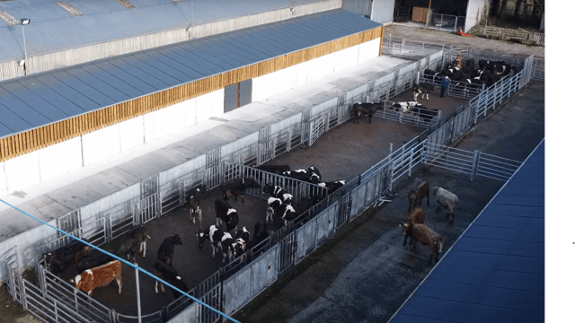 Commercial Beef Value Series: Finding key beef production data