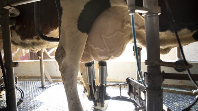 Farmers in EU see 'sharp price rises for milk' in Q1