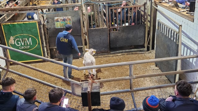 Tullamore Mart was 'hopping' for charity calf sale that raised €19k