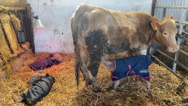 Photos: Farm births see sextuplet lambs and triplet calves