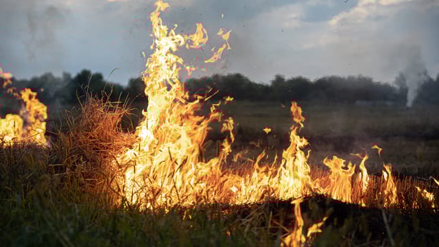 Watch: Farmer warns that gorse fires 'won't help' ACRES scorecards