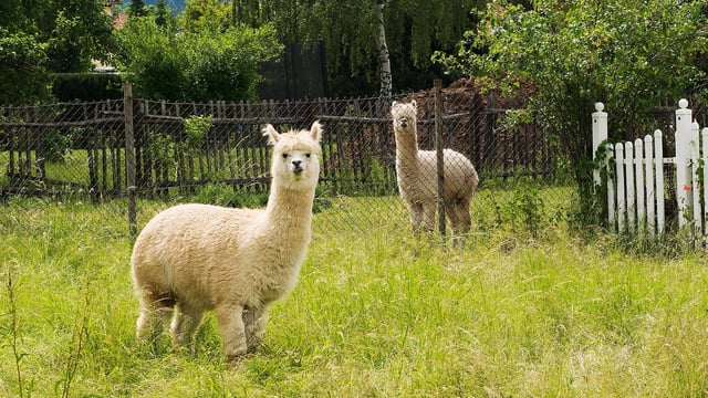 Fleming: Funding guard alpacas could reduce dog attacks