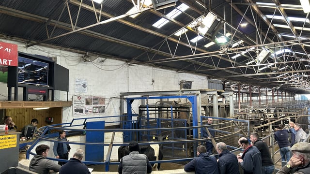 Strong factory prices &amp; steady milk price driving on milking trade