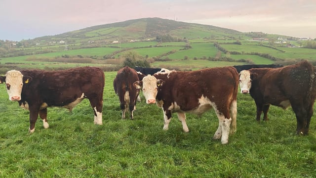 Should cattle be dosed for worms before going to grass?