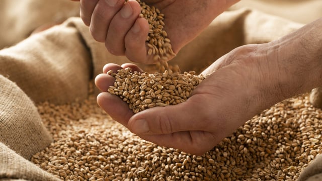 Report: Global grain output forecast to rise this year and next