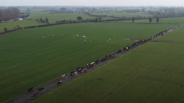 Do you know what's causing lameness on your farm?