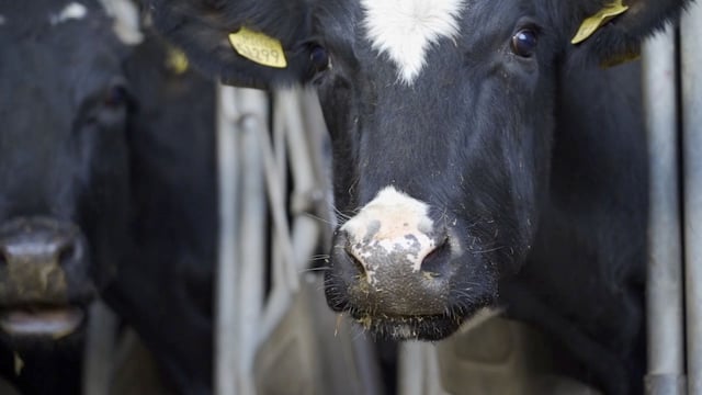 DAERA publishes control framework for Bluetongue