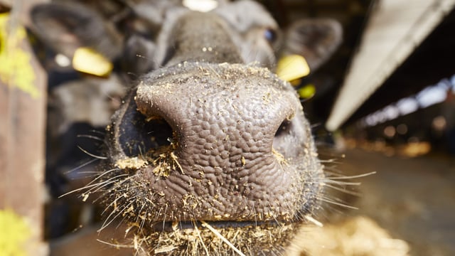 Minister: 'Almost all of Germany now foot-and-mouth disease free again'