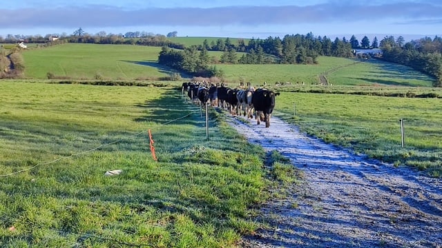 Dairy Focus: Investments saving cows a 5km walk in Cork