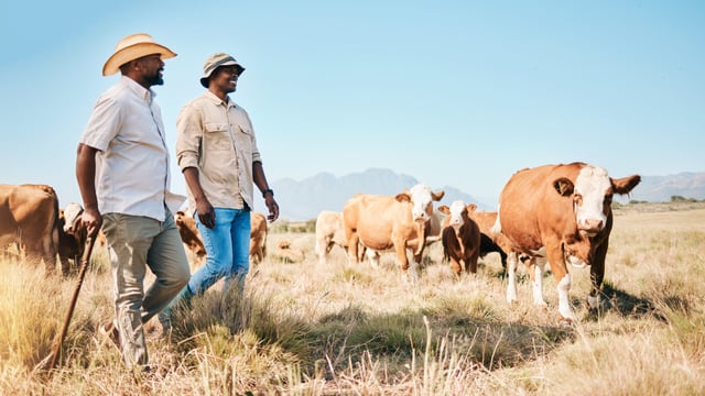 South Africa’s dairy industry 'likely to grow' in the future - report