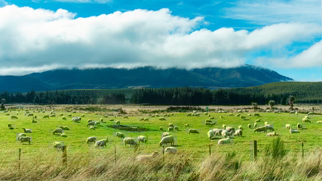 Survey shows New Zealand beef cattle numbers up, sheep down
