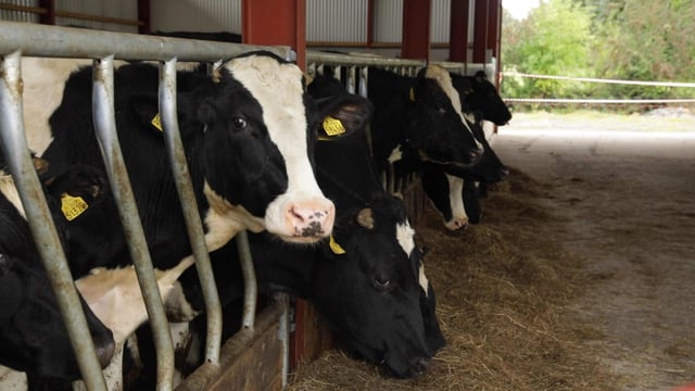 Light carcass weights now 'more of a problem' than heavy - Bord Bia