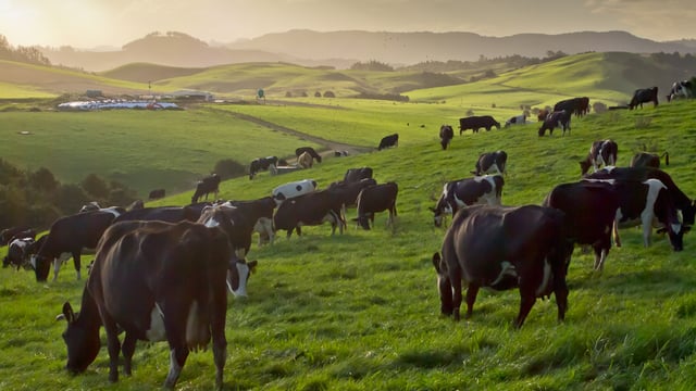 Is New Zealand the modern day land of opportunity?