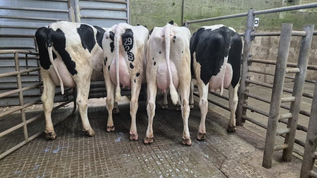 Top price of €3,860 earned for freshly calved heifer at Donegal sale