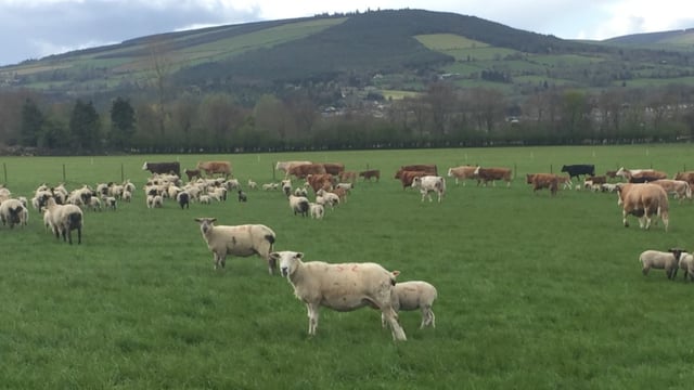 Surging beef price now almost on par with falling lamb price