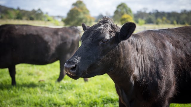 Cattle trade prices soar 34% year on year driven by demand from UK