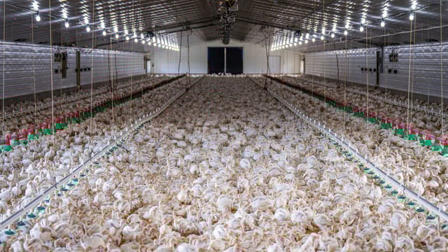 Landmark UK ruling classes chicken manure as 'waste'