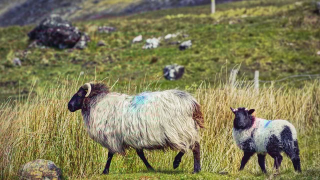 Planning to dip your sheep under the 2025 National Sheep Welfare Scheme?