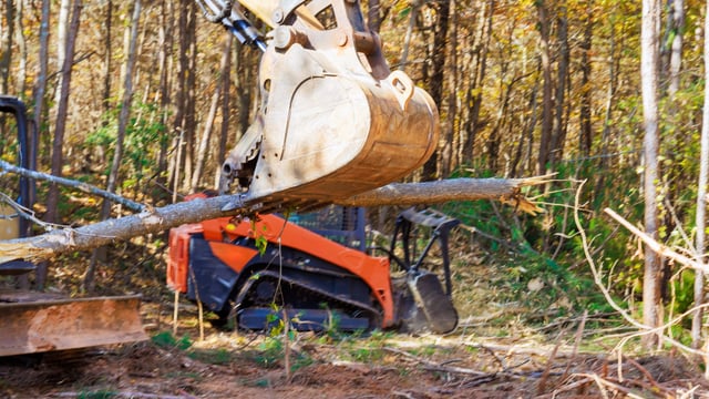DAFM issued over 30 felling licences last week