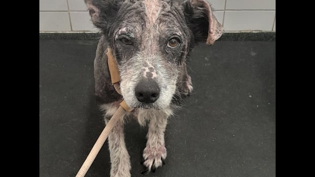 Court bans Waterford woman from owning animals for 10 years