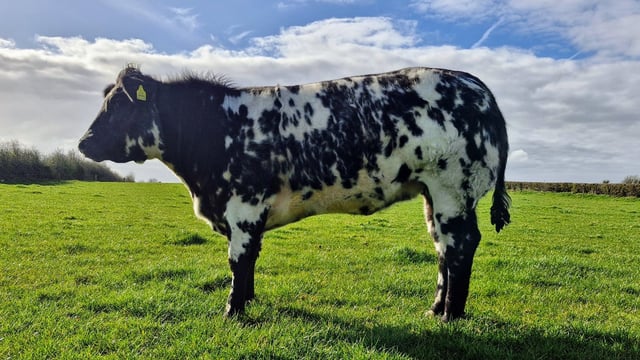 Belgian Blue-cross heifer just the ticket in raffle