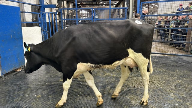 €6,100 achieved for February-calved heifer at elite herd sale