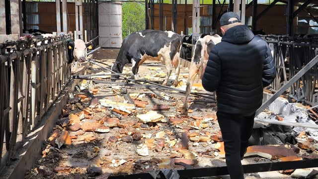 100 cows killed in drone attack on Ukrainian farm