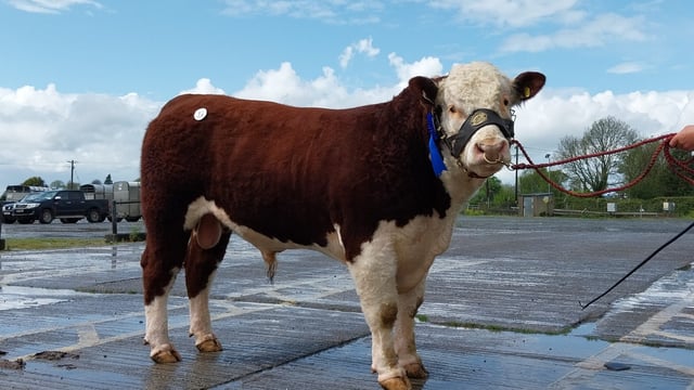 Offaly farmer takes top price at Kilmallock Hereford bull sale