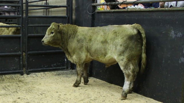 Mart Report: See prices from weekend cattle sale at Balla